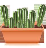San Pedro Kaktus zuchtbox (trichocereus pachanoi)